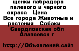 щенки лабрадора палевого и черного окраса › Цена ­ 30 000 - Все города Животные и растения » Собаки   . Свердловская обл.,Алапаевск г.